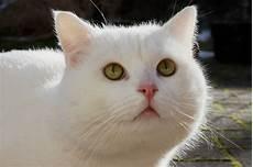 猫的眼睛图画