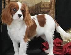 查理士王小猎犬公和母的价格